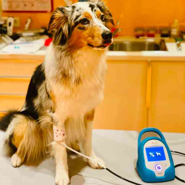 Blutdruckmessung bei einem Hund